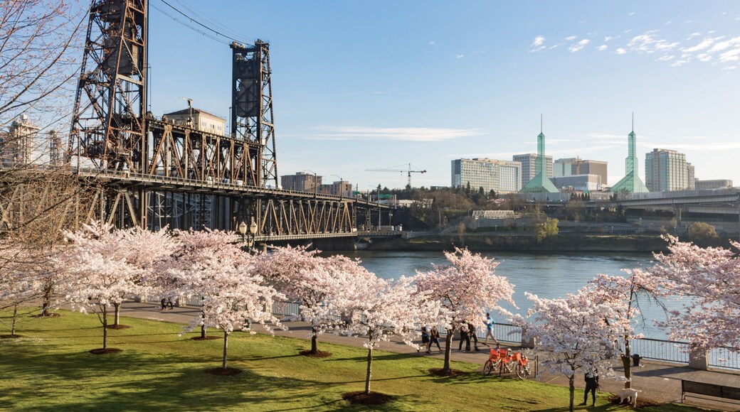 Cherry blossoms on Portland Waterfront, with Steel Bridge and Portland Convention Center, Oregon