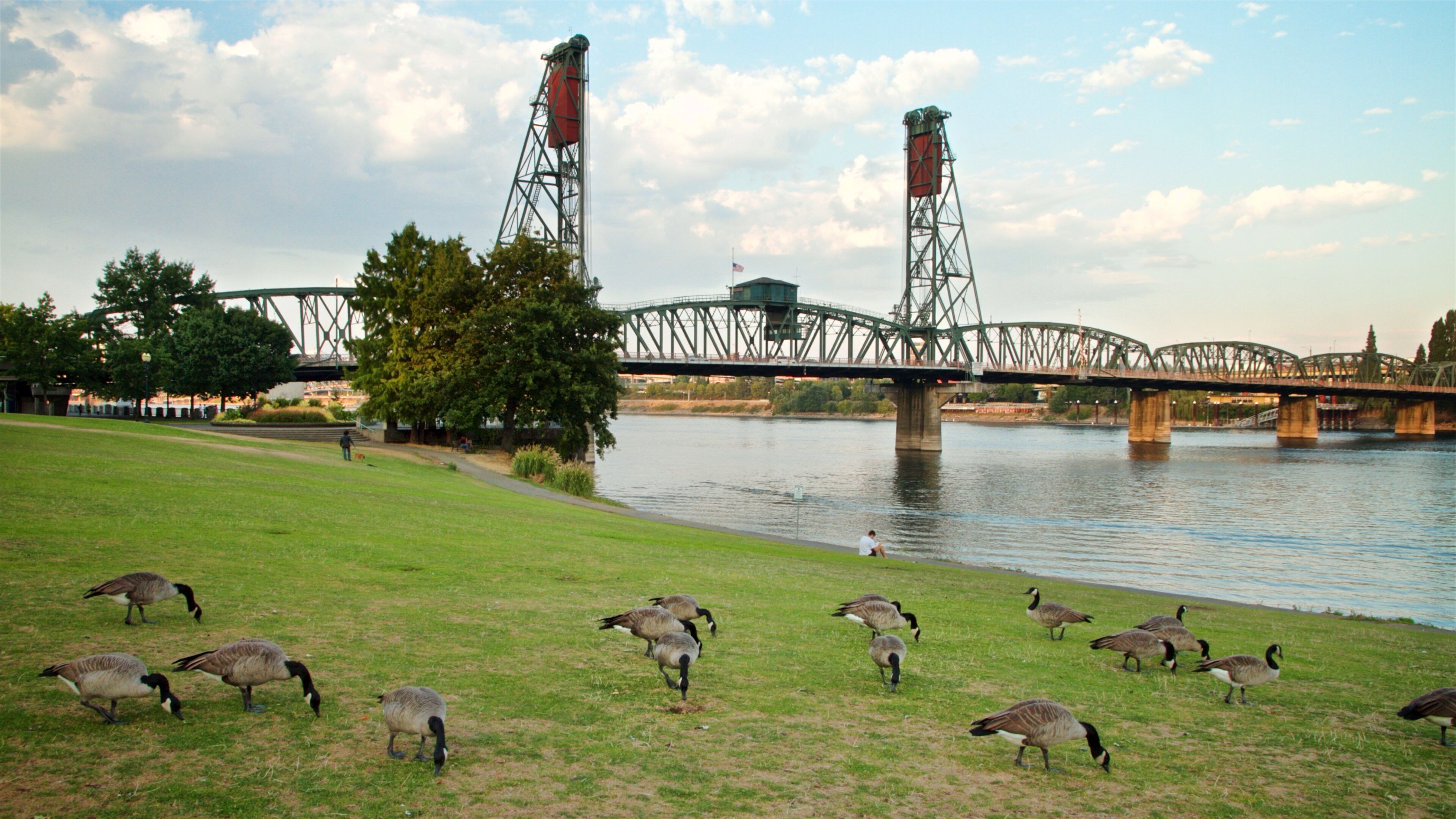 Tom McCall Waterfront Park montrant jardin, vie des oiseaux et rivière ou ruisseau