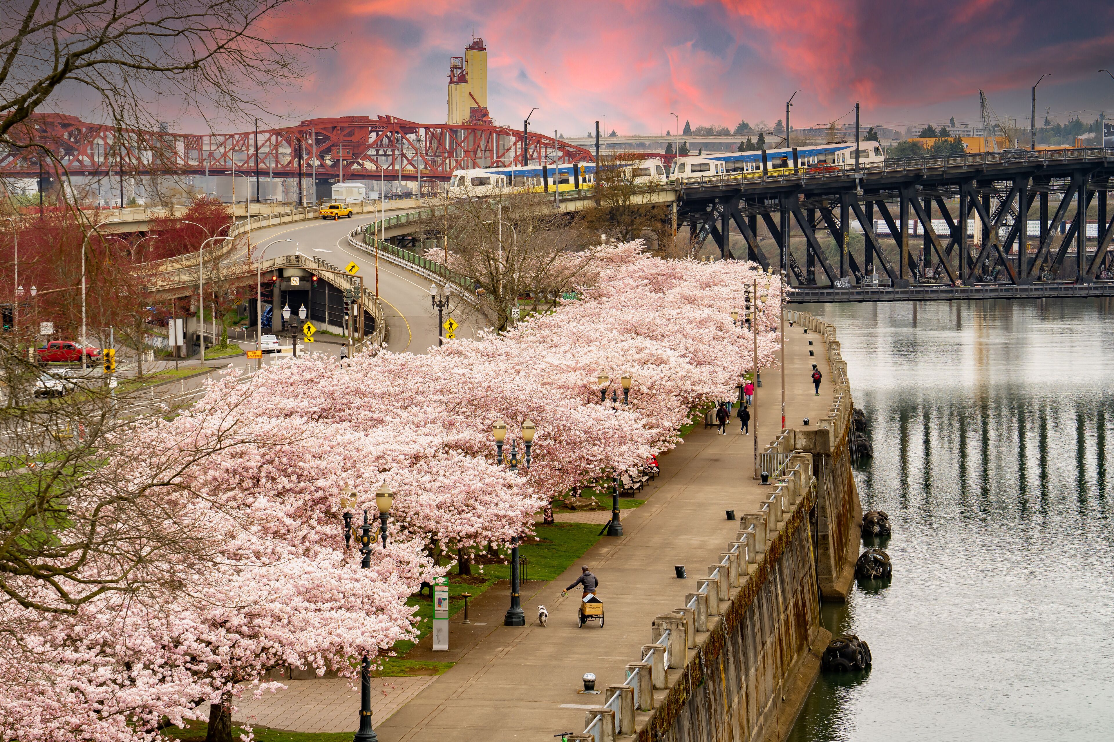 blooming flowering cherry trees at sunset in riverfront park along the Willamette river, and the Broadway Bridge and the MAX light rail train, in Portland Oregon