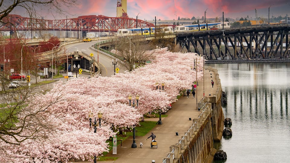 blooming flowering cherry trees at sunset in riverfront park along the Willamette river, and the Broadway Bridge and the MAX light rail train, in Portland Oregon