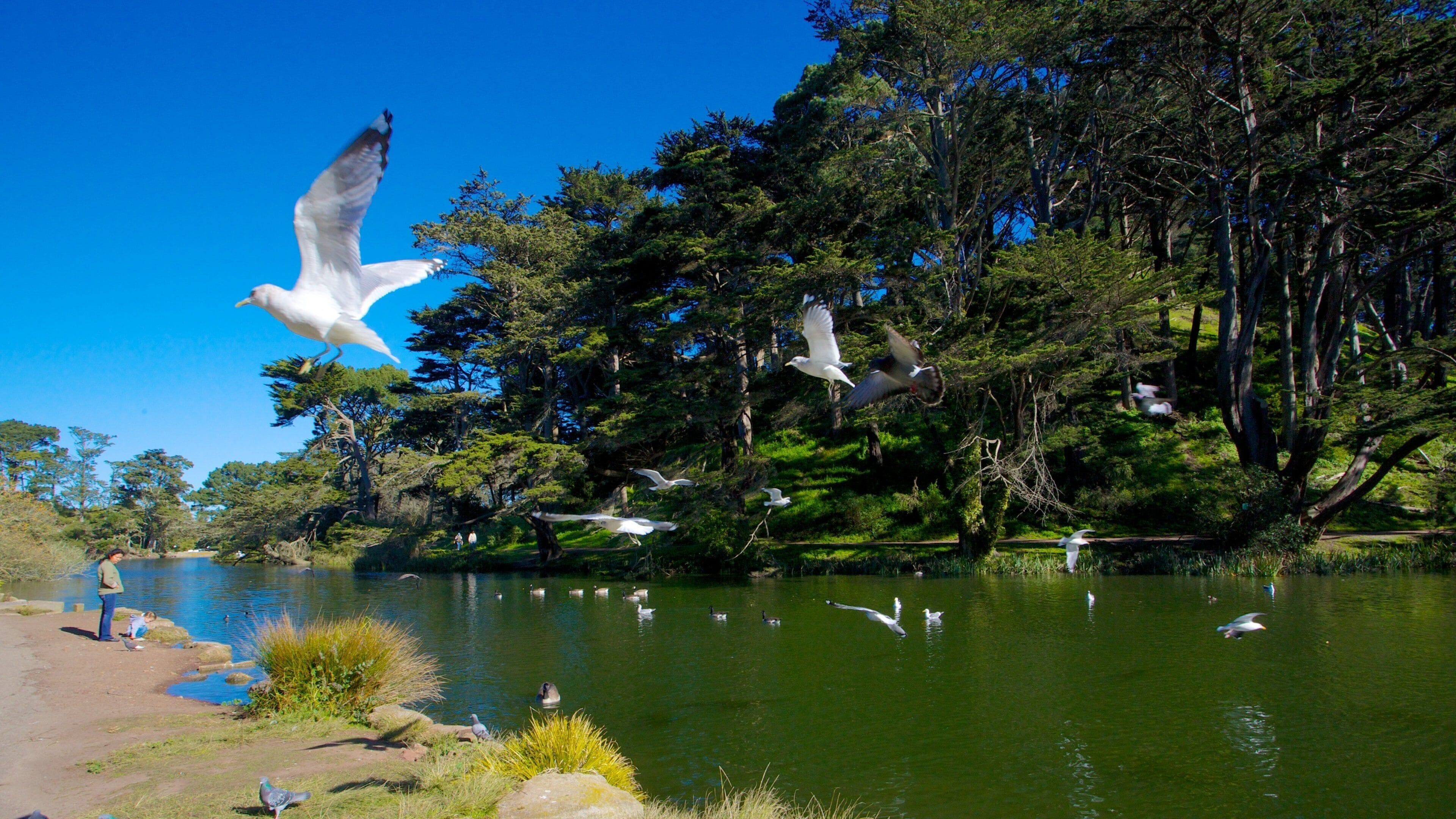 Popular Golden Gate Park area with tranquil lake and birds flying, San Francisco