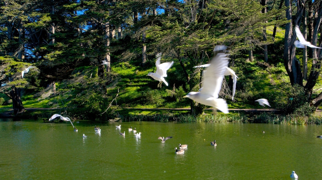 Golden Gate Park in San Francisco showcases vibrant wildlife and tranquil waters during a sunny afternoon