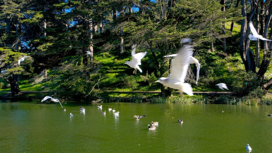 Golden Gate Park in San Francisco showcases vibrant wildlife and tranquil waters during a sunny afternoon