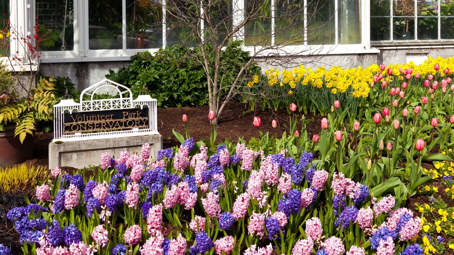 Conservatory of Flowers at Volunteer Park in Seattle, Washington. Colorful spring flowers in full bloom, including tulips, daffodils and hyacinth