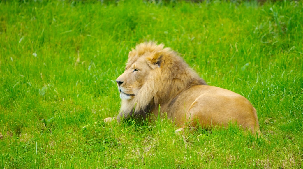 Woodland Park Zoo qui includes animaux dangereux et animaux de zoo