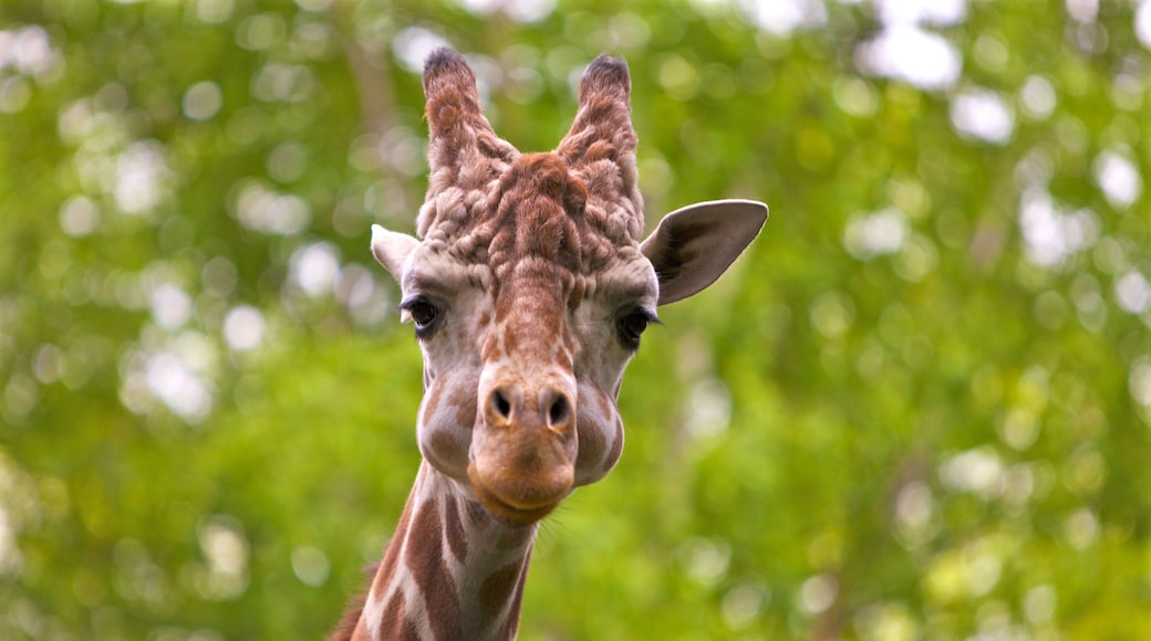 Woodland Park Zoo montrant animaux terrestres