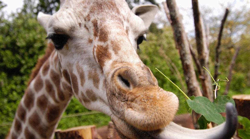 Woodland Park Zoo mettant en vedette animaux terrestres et animaux de zoo