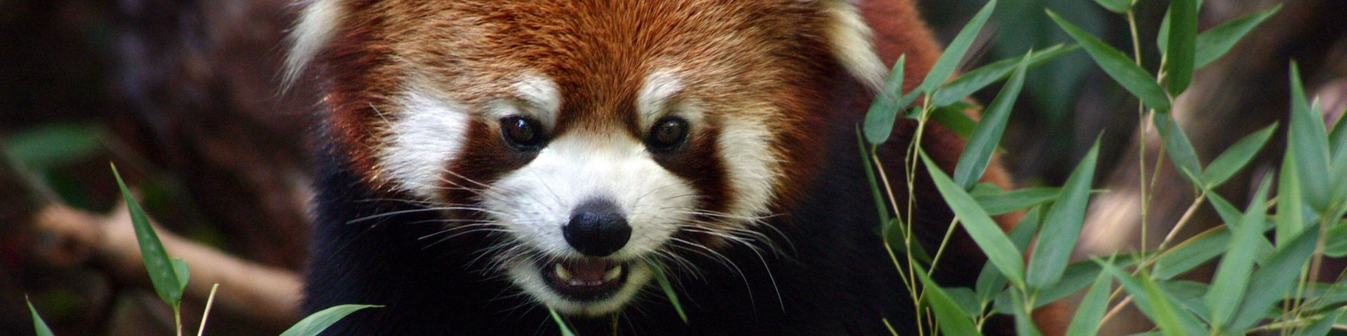 Woodland Park Zoo featuring cuddly or friendly animals and zoo animals