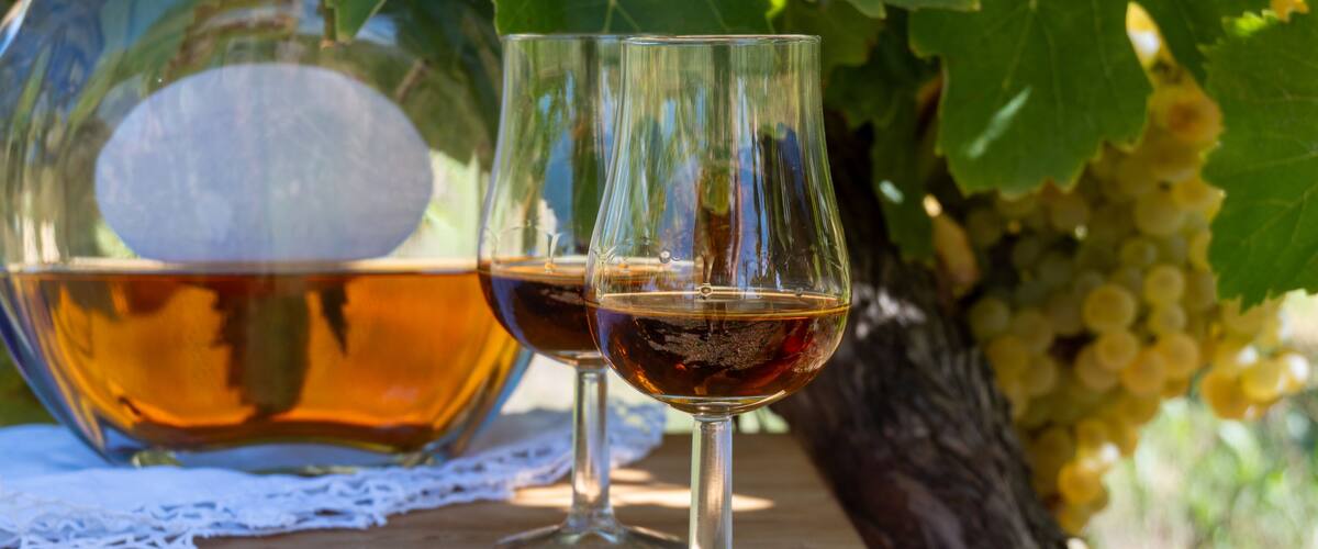 Tasting of Cognac strong alcohol drink in Cognac region, Charente with ripe ready to harvest ugni blanc grape on background uses for spirits distillation, France