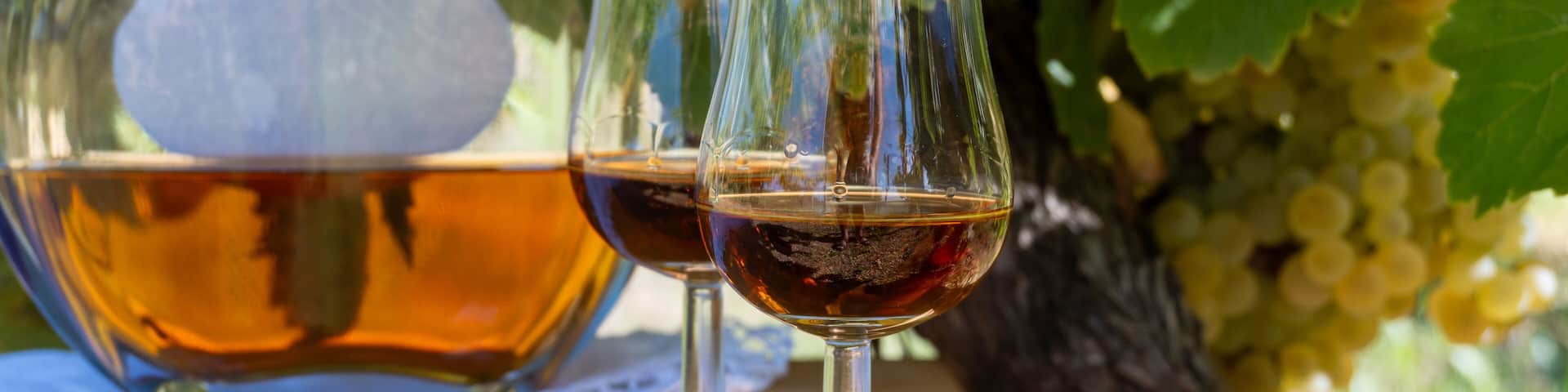 Tasting of Cognac strong alcohol drink in Cognac region, Charente with ripe ready to harvest ugni blanc grape on background uses for spirits distillation, France
