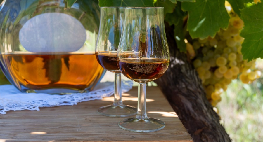 Tasting of Cognac strong alcohol drink in Cognac region, Charente with ripe ready to harvest ugni blanc grape on background uses for spirits distillation, France