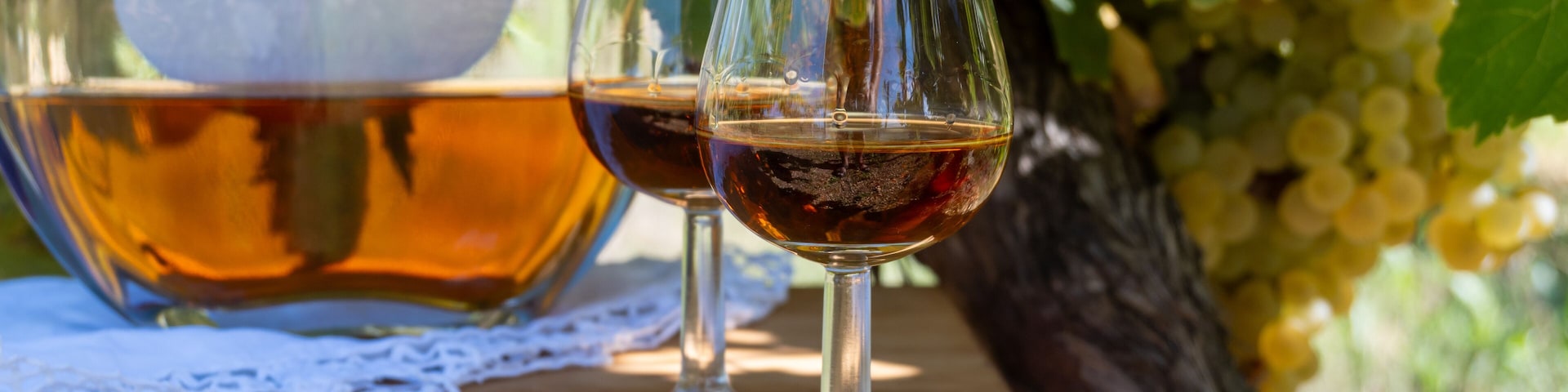 Tasting of Cognac strong alcohol drink in Cognac region, Charente with ripe ready to harvest ugni blanc grape on background uses for spirits distillation, France