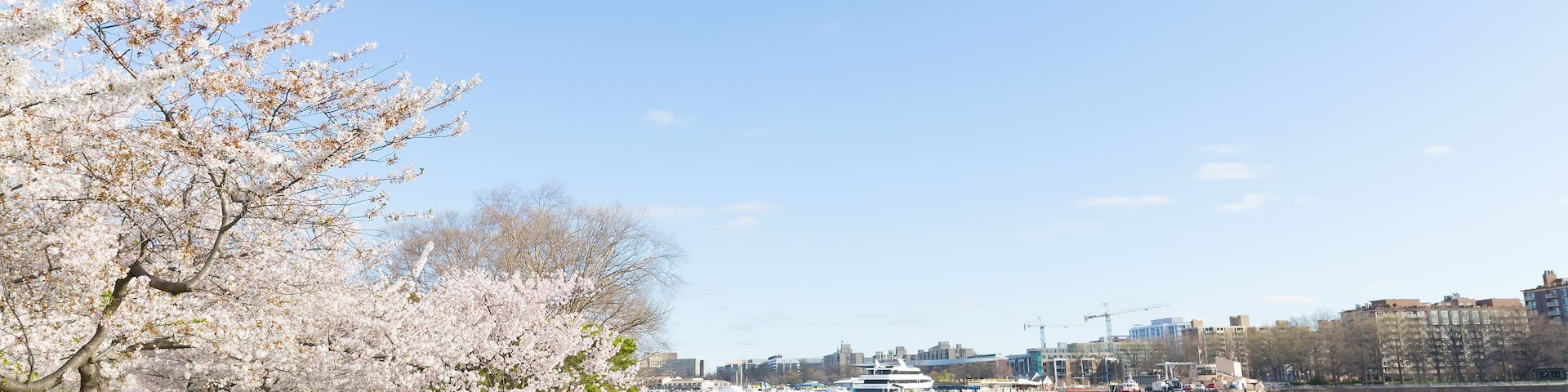 East Potomac park landscape during cherry blossom season in Washington DC, USA. Suburban city panorama with river view in spring.
