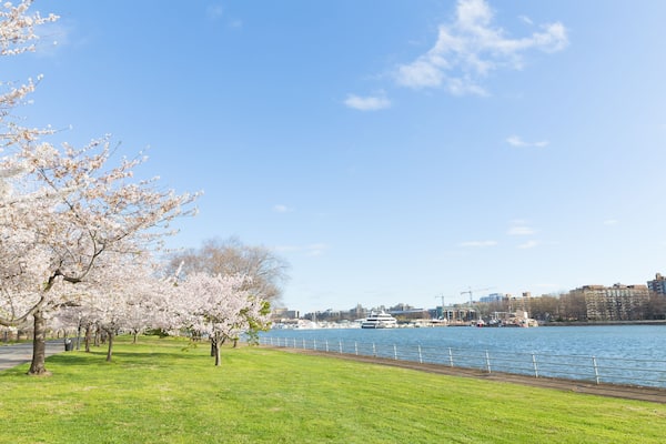 East Potomac park landscape during cherry blossom season in Washington DC, USA. Suburban city panorama with river view in spring.
