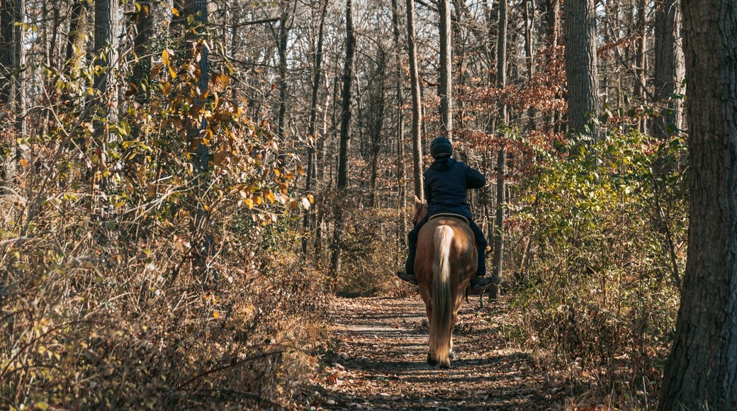Rock Creek Park showing horseriding and forest scenes