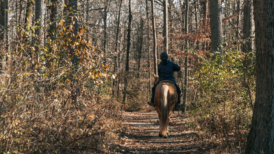 Rock Creek Park showing horseriding and forest scenes