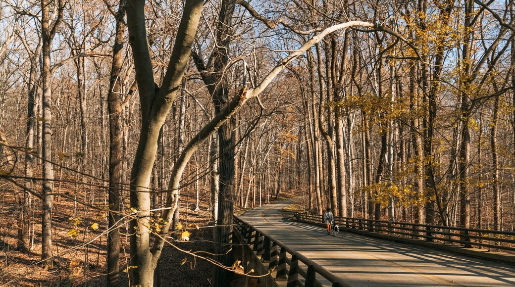 Rock Creek Park featuring forest scenes and tranquil scenes