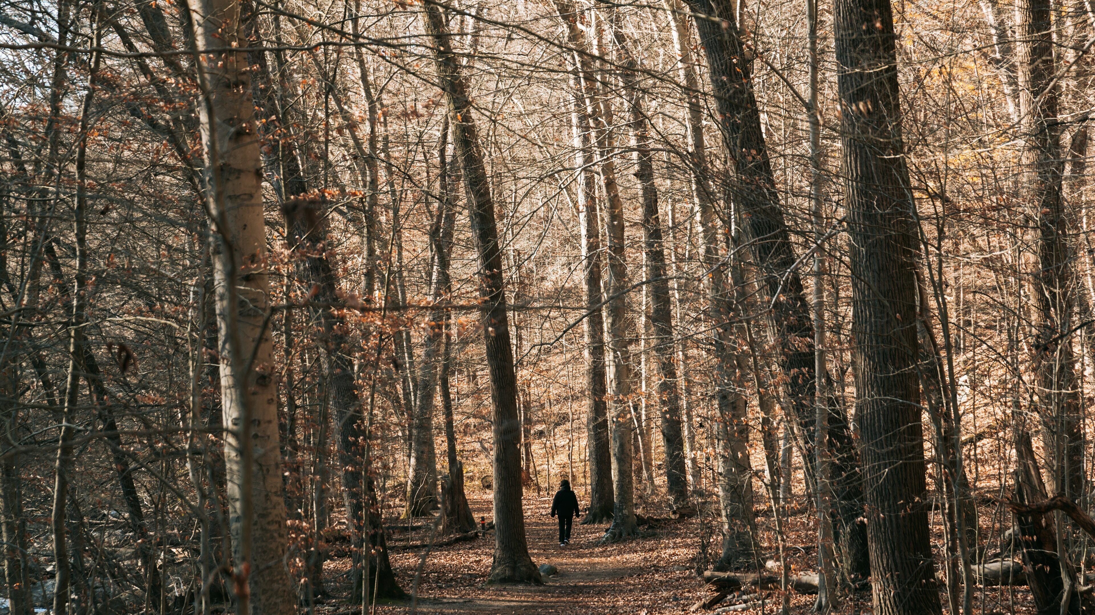 Rock Creek Park featuring a park and forests