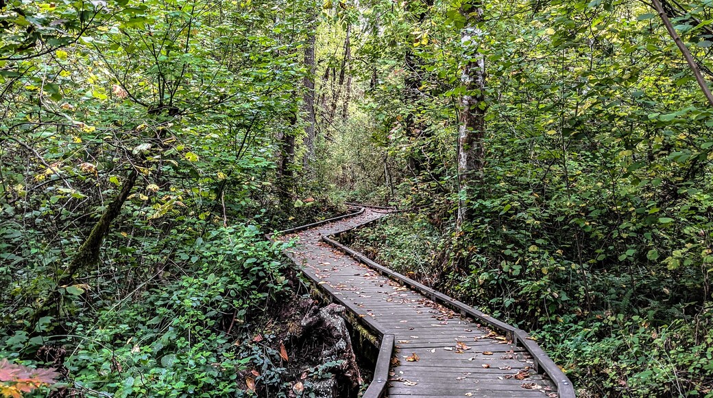Wooden Bridge Winding Through Green Forest at Tryon Creek in Portland, OR