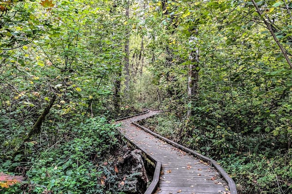 Wooden Bridge Winding Through Green Forest at Tryon Creek in Portland, OR