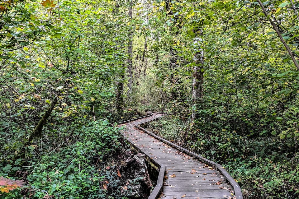 A wooden boardwalk winding through a dense forest.