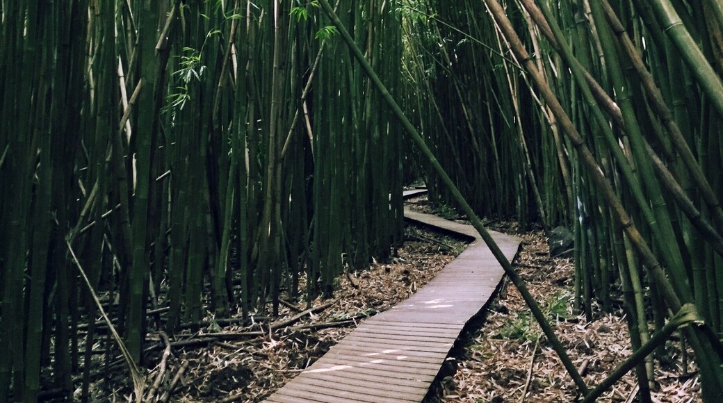 Bamboo forest on the way to Waimoku Falls. It's a little bit over a 2 mile walk into the falls and it's a one outlet walk so to the falls and back is about 4 miles.
