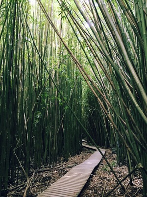 Bamboo forest on the way to Waimoku Falls. It's a little bit over a 2 mile walk into the falls and it's a one outlet walk so to the falls and back is about 4 miles.