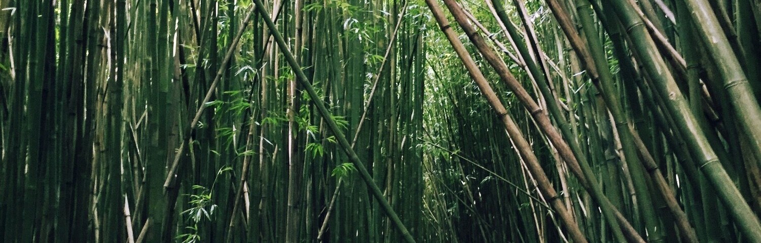 Bamboo forest on the way to Waimoku Falls. It's a little bit over a 2 mile walk into the falls and it's a one outlet walk so to the falls and back is about 4 miles.
