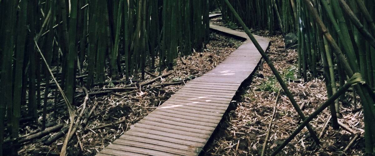 A bamboo forest with a wooden boardwalk.