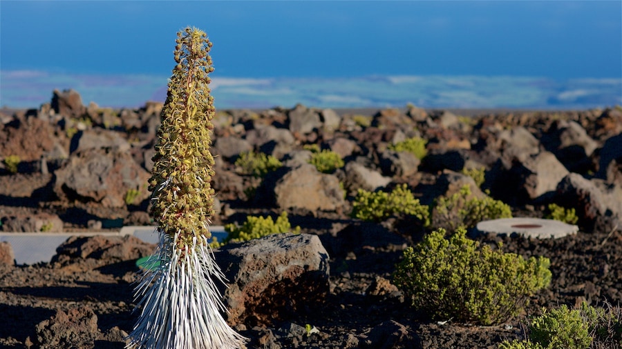 Haleakala National Park showing general coastal views and wild flowers