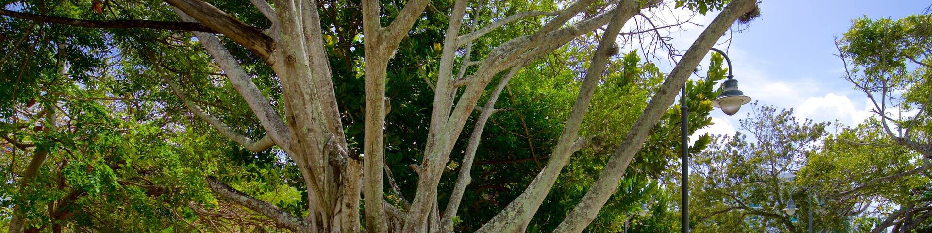 Luis Muñoz Rivera Park which includes a garden