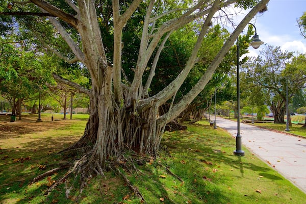 Luis Muñoz Rivera Park which includes a garden