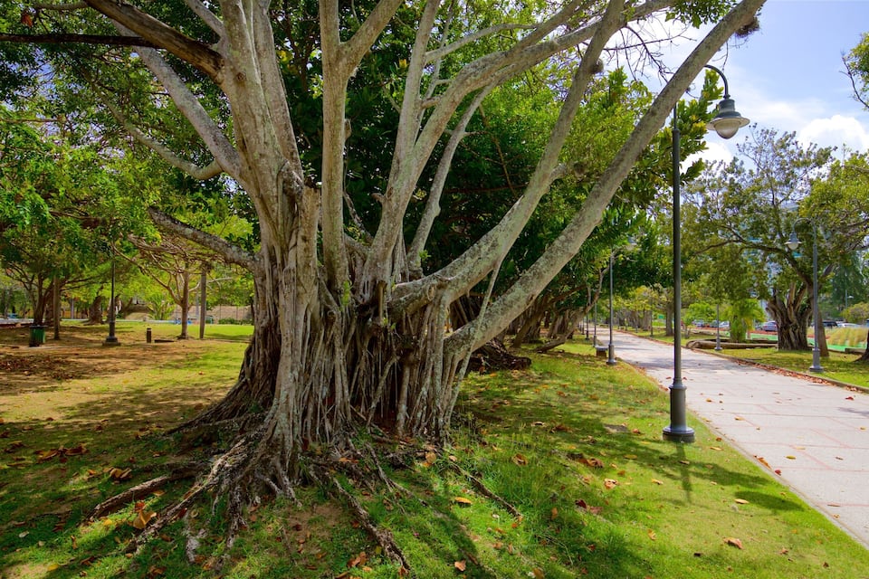 Un árbol grande con raíces extensas en un parque con un sendero pavimentado.