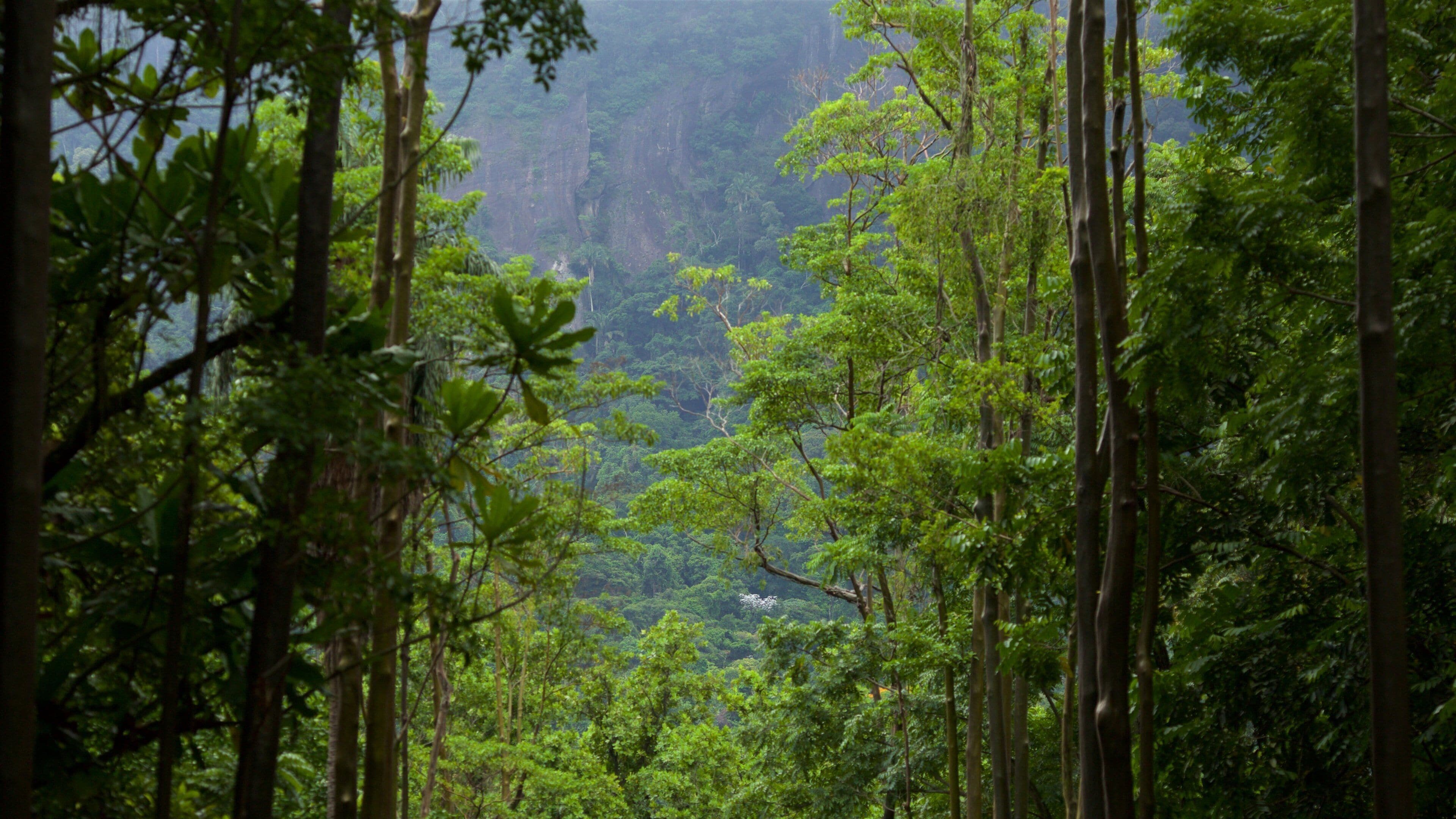 Jardín Botánico de Río de Janeiro ofreciendo imágenes de bosques