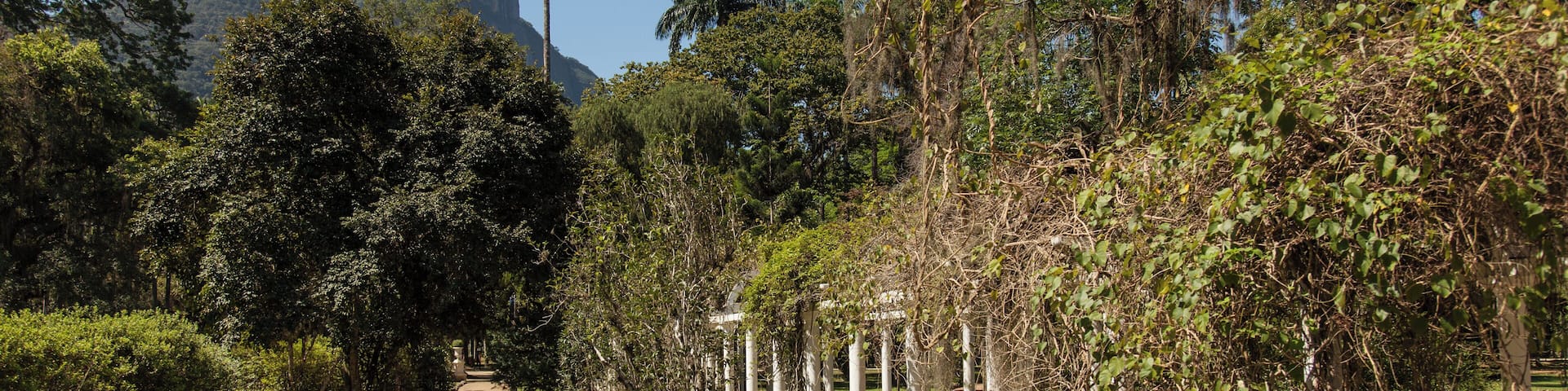 RiodeJaneiro_RiodeJaneiroBotanicalGarden_507577_4