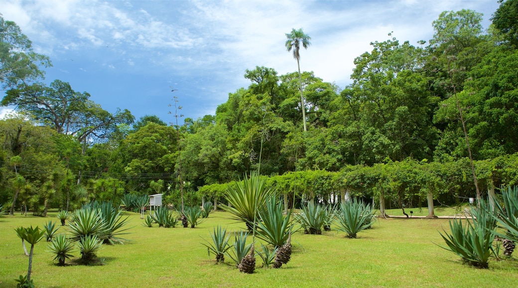 Rio de Janeiro Botanical Garden