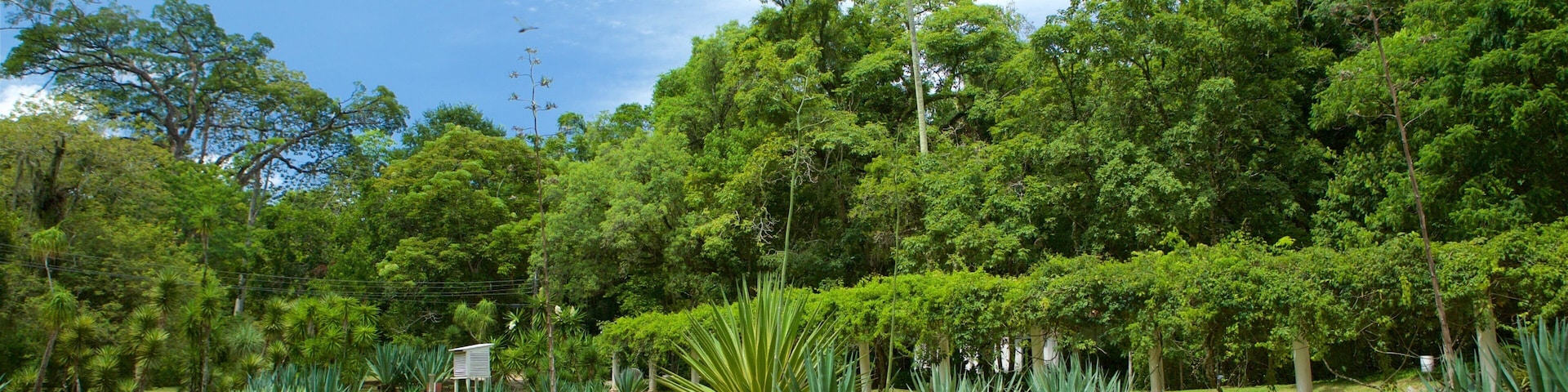 Rio de Janeiro Botanical Garden