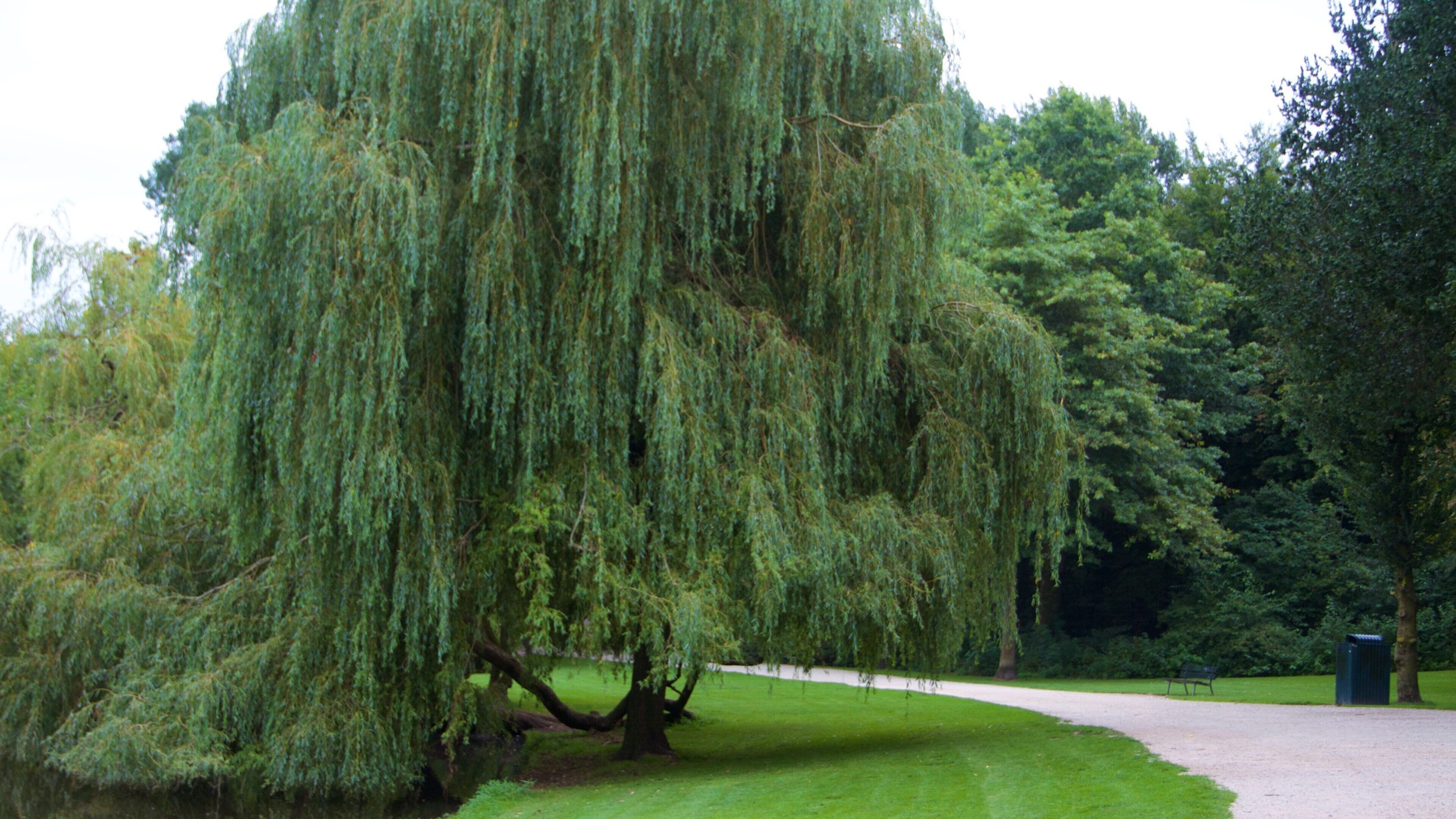 Sarphatipark featuring a park