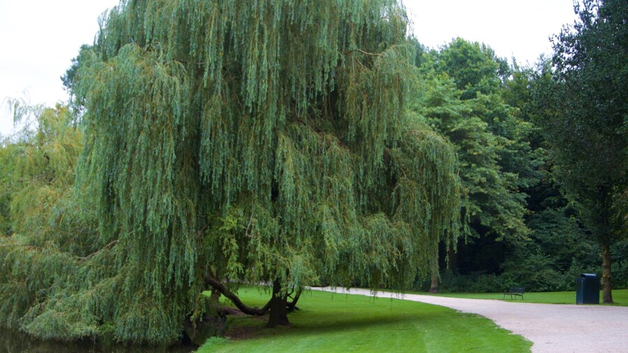 Sarphatipark featuring a park