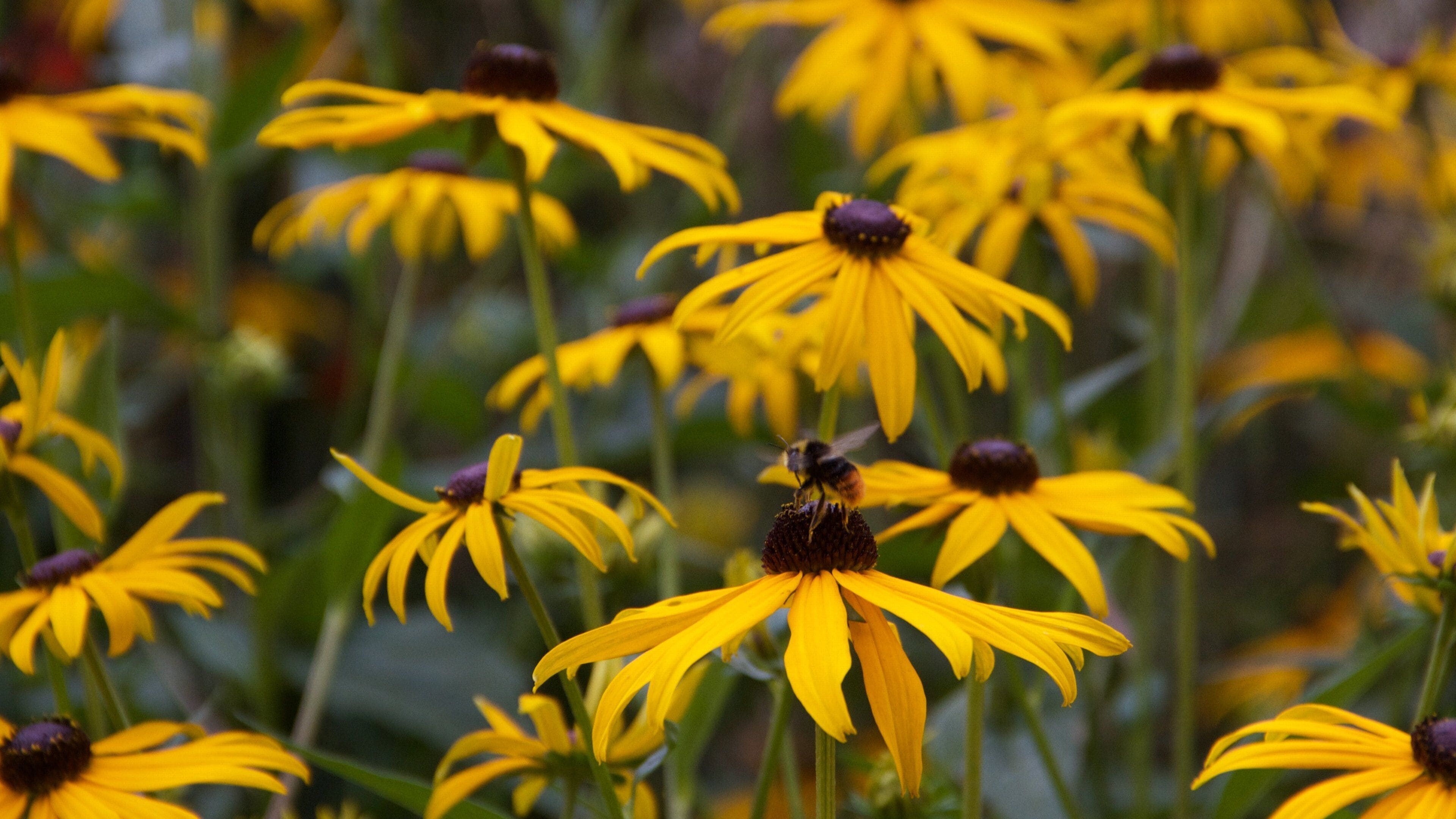 Sarphatipark showing flowers