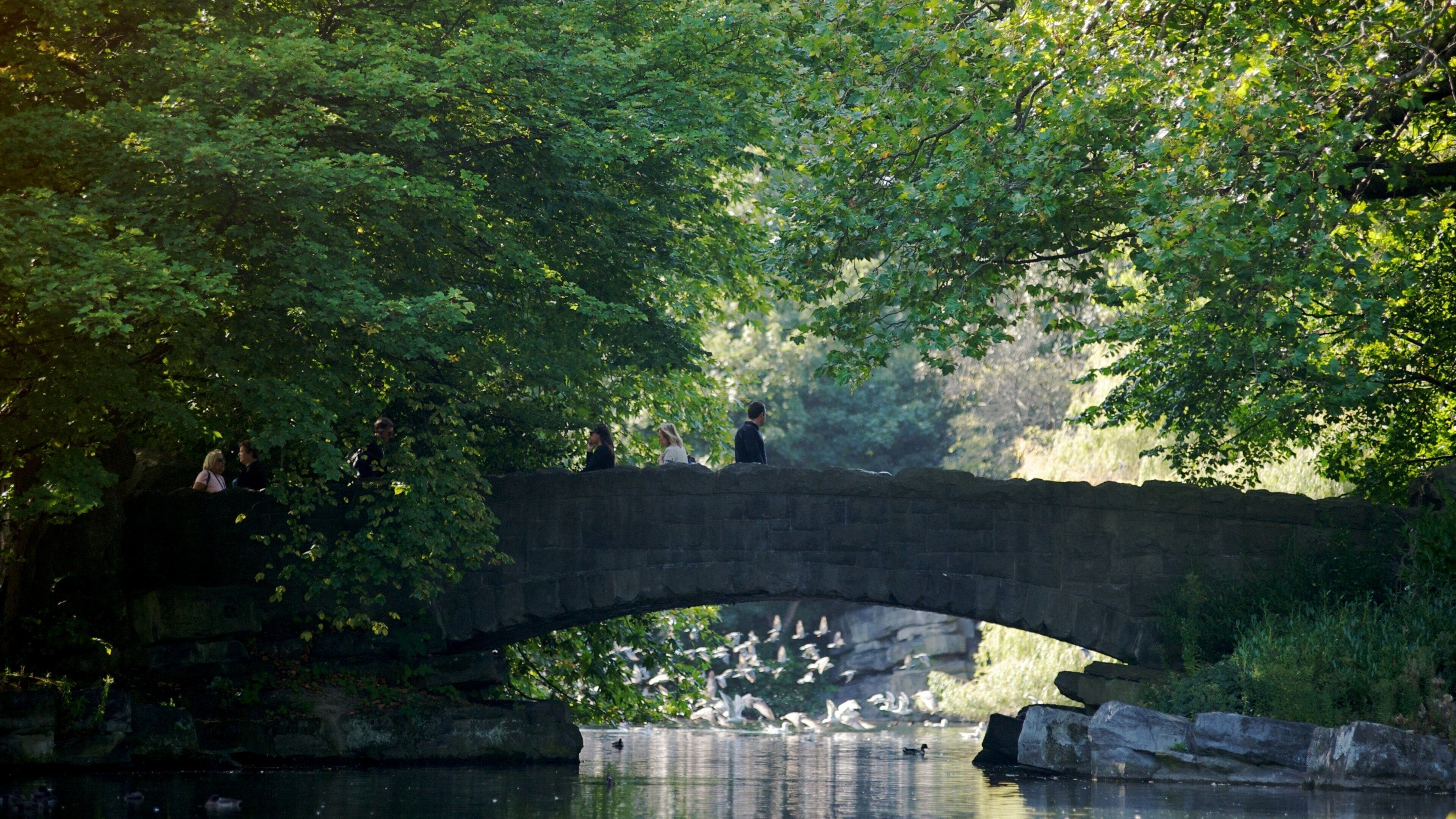 Serene afternoon stroll at St. Stephen's Green park in Dublin, showcasing a charming bridge over a tranquil lake