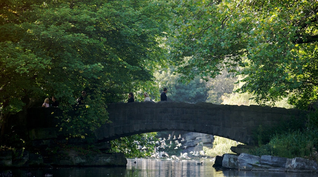 Serene afternoon stroll at St. Stephen's Green park in Dublin, showcasing a charming bridge over a tranquil lake