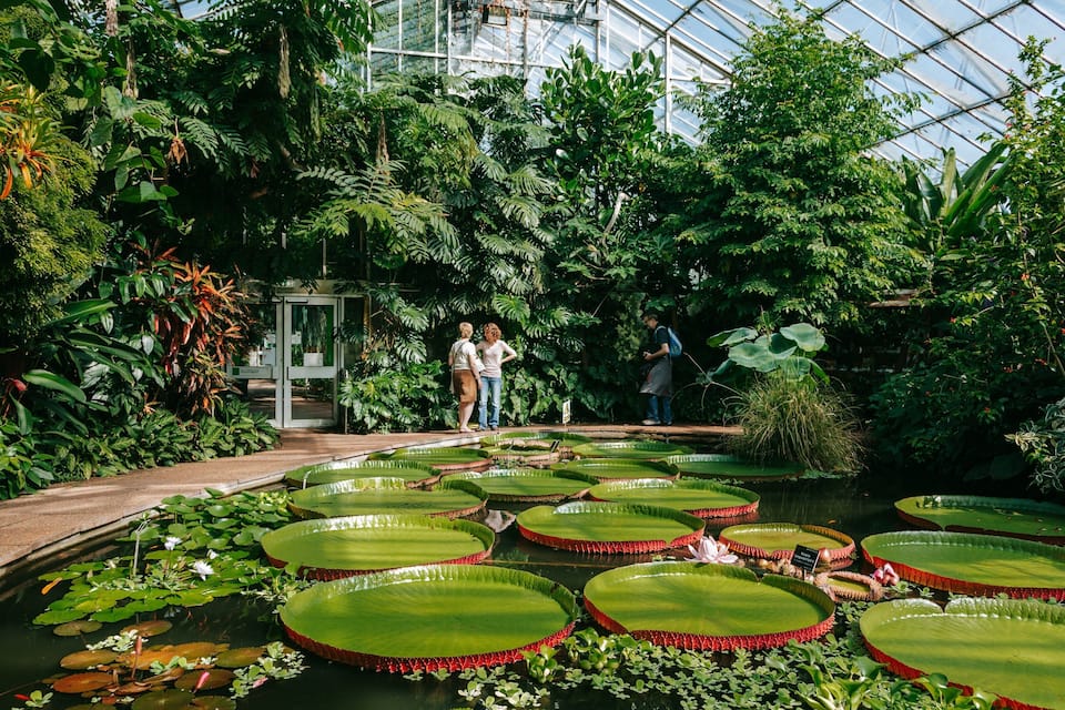 A greenhouse with a pond featuring lily pads and water lilies.