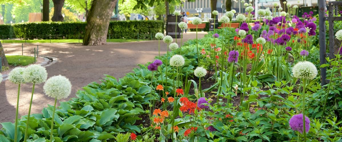 Esplanadi showing flowers and a garden