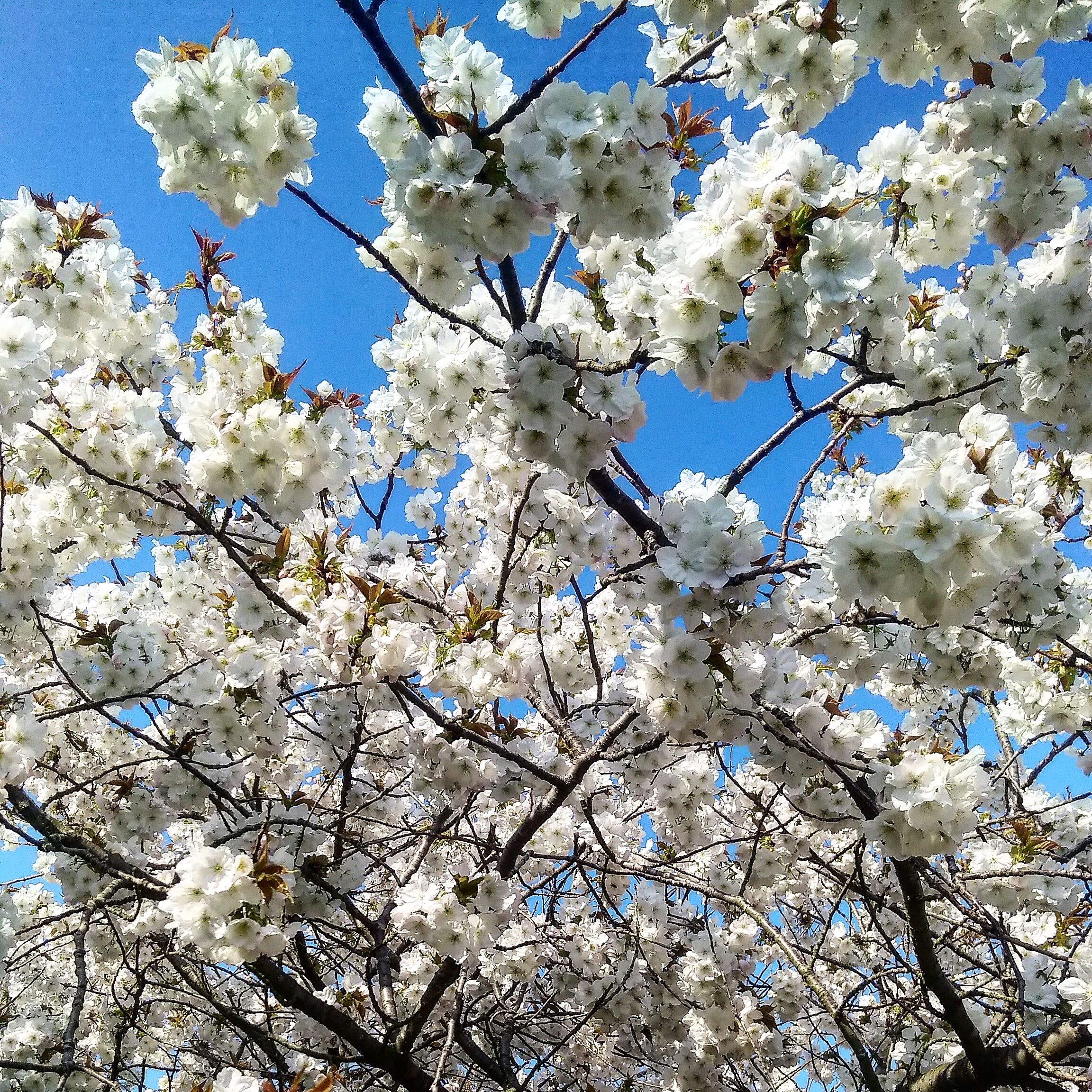 Cherry blossoms @ Kew Gardens