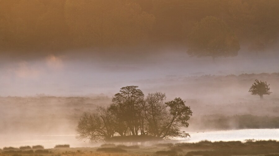 Richmond Park which includes tranquil scenes, mist or fog and a pond