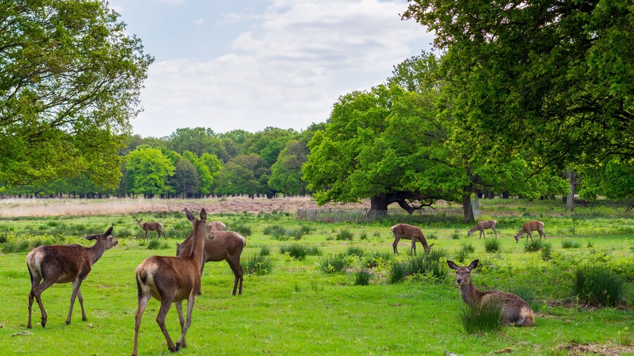red deer,Cervus elaphus in richmond park, london