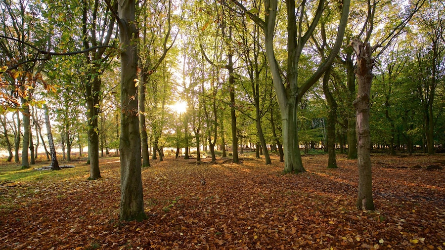 Richmond Park which includes a garden, autumn colours and a sunset