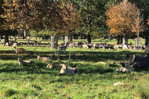 Un troupeau de cerfs dans un champ herbeux, avec des arbres en arrière-plan.