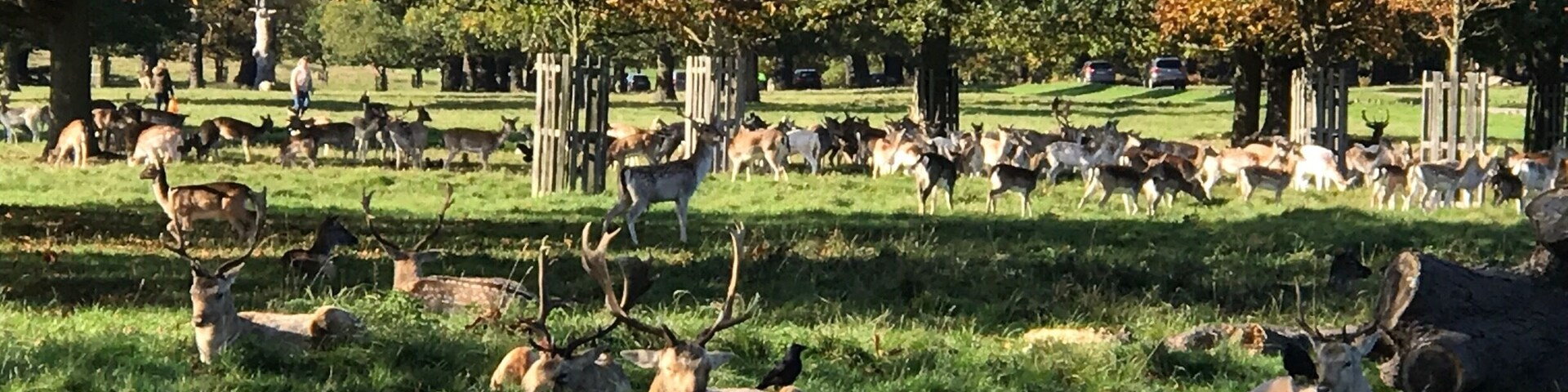 Um grupo de veados em um campo gramado, com árvores ao fundo.